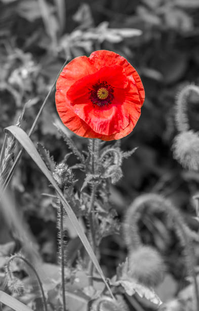 istock Red poppy on a black and white background 1388819945