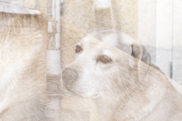Abstract creative portrait of old labrador
