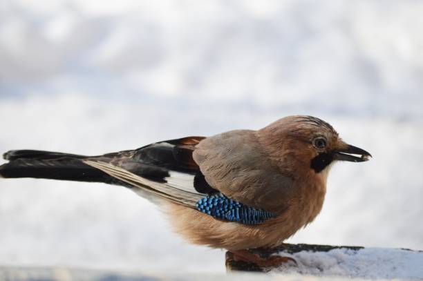 istock a large colorful bird holding a seed 1388820010