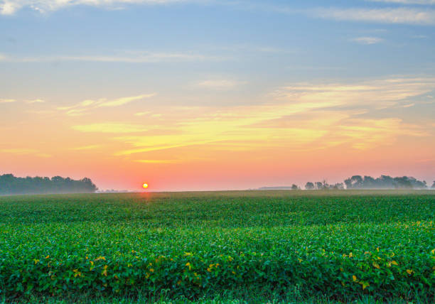 istock Soybean Field at sunrise-Howard County, Indiana 1388820698