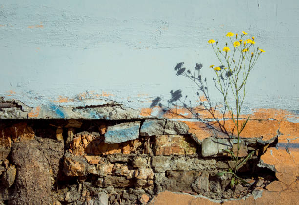 Growing a young wild plant on the abandoned old brick wall.