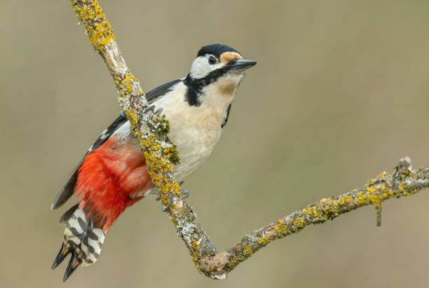 istock Male great spotted woodpecker 1388820879