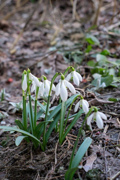 istock snowdrops from the Red Book of Ukraine 1388821197
