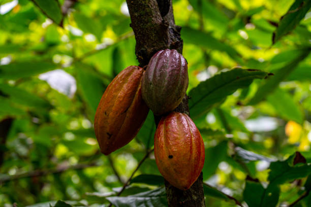 istock Cacao fruits on tree 1388821854