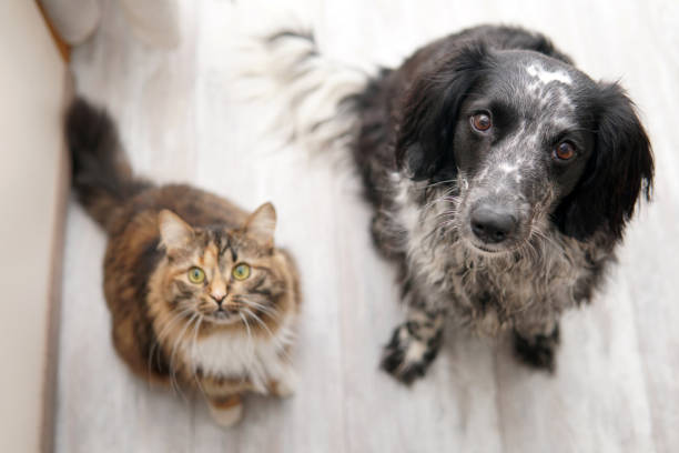 Dog and cat sit on the floor and look into the camera Dog and cat sit on the floor and look into the camera. Top view dog food photos stock pictures, royalty-free photos & images