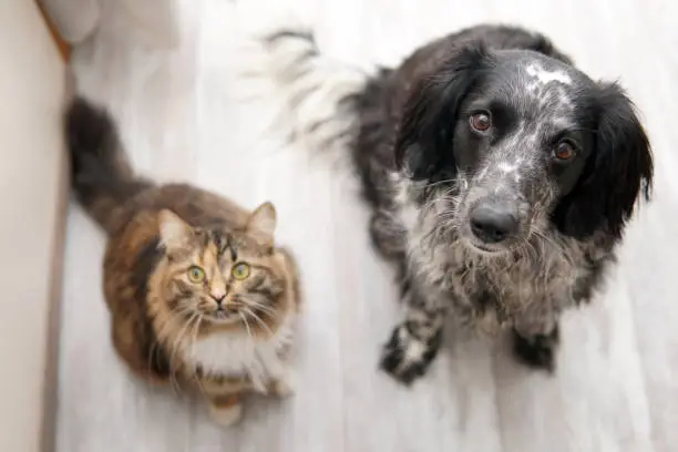 Photo of Dog and cat sit on the floor and look into the camera