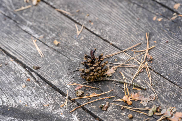 istock Abstract Brown Background with Pine Cone in Center 1388822482