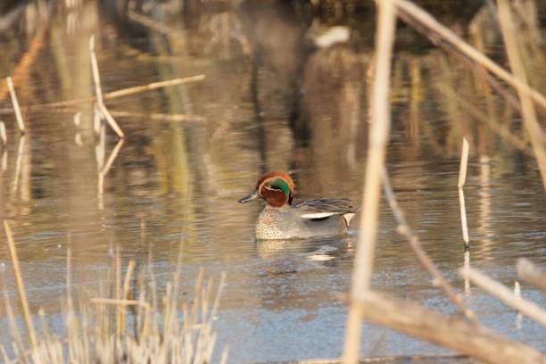 istock Eurasian teal, Anas crecca, on a small pond 1388822533