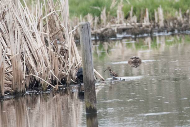 istock Common snipe, Gallinago gallinago, on a small pond 1388823265