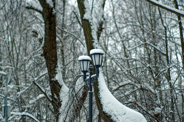 istock trees in the snow on a cloudy day in the park 1388823473