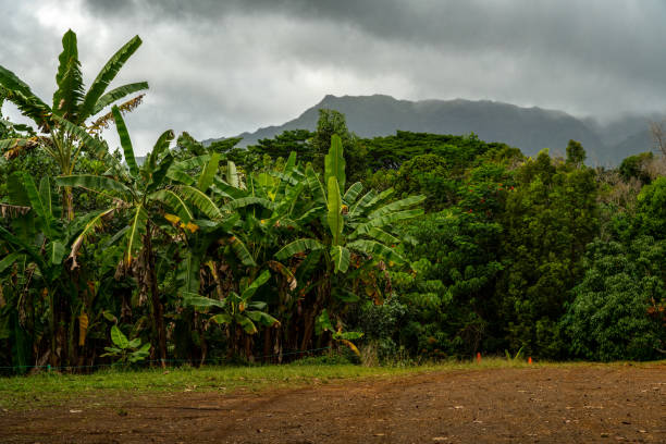 Natural plants in rainforest