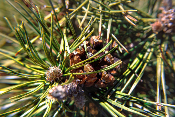 A macro view of pine cone of pinus uncinata a mountain pine tree. Sun shines brightly on it.
