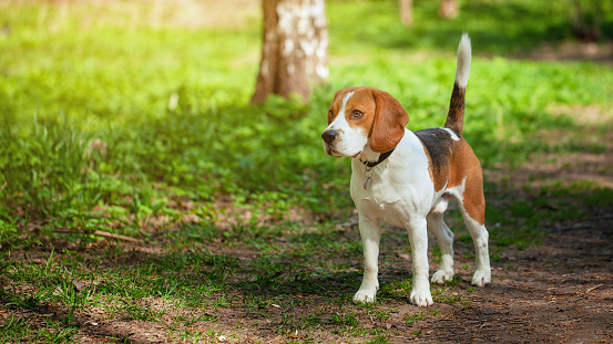 Beagle on the walk at the summer forest