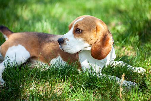 Portrait of a beagle laying on the green grass