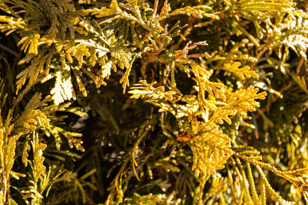 istock Evergreen conifer with yellow foliage up close 1388823928