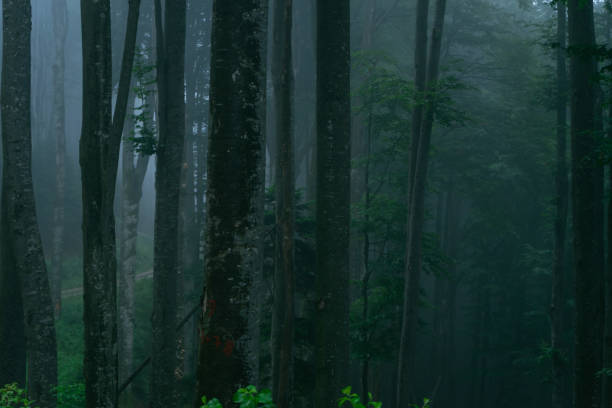 istock A view of a dark forest 1388823996