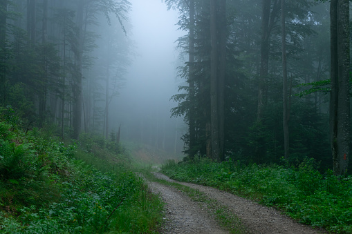 A view of a dark forest with fog between the trees