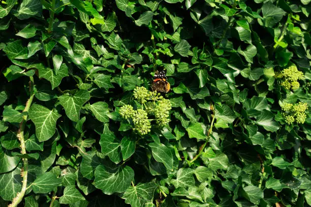 Photo of The frame filled with foliage of Hedera helix 'Arborescens' woody climber. Lush green leaves and few flower umbels.  Red admiral butterfly on a flower of Hedera helix 'Arborescens' woody climber. Frame filled with lush green foliage.