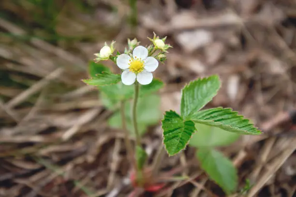 Fragaria vesca in forest: spring, sunny day in forest, north karelian nature, white flowers.