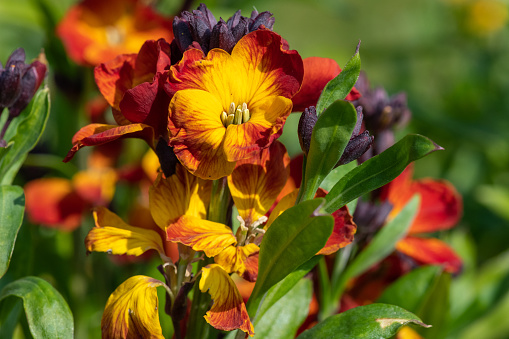 Close up of red wallflowers (erysimum cheiri) in bloom