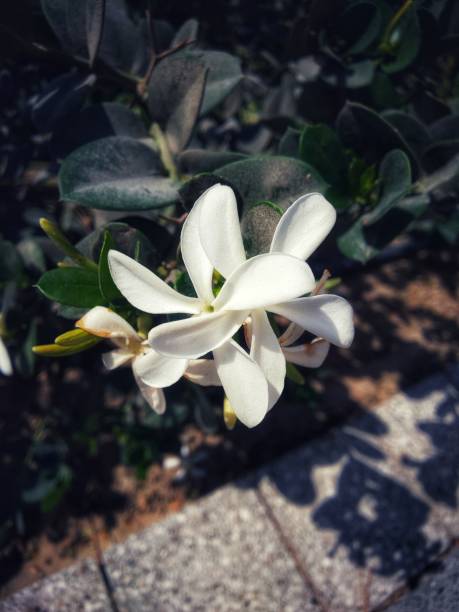 high angle view of white flowering plant