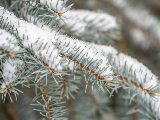 istock Green fir branches in winter covered with snow 1388834092
