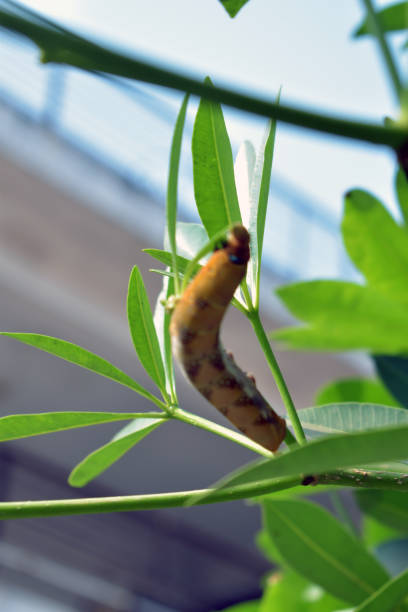 istock A yellow and hairy caterpillar on a green background 1388836159