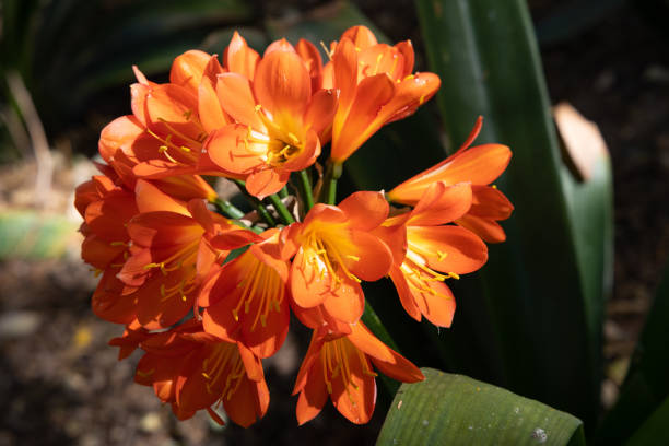 fleurs orange sur fond sombre - kaffir lily photos et images de collection