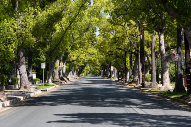 calle arbolada en pasadena - boulevard fotografías e imágenes de stock