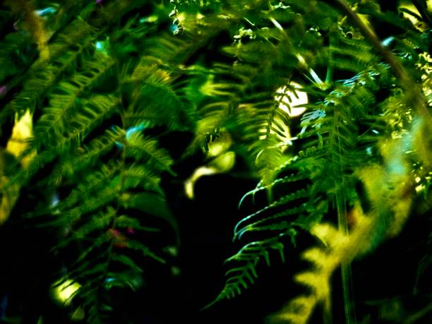 istock Byron Bay Hinterland Rainforest Ferns With a Full Moon 1388837606