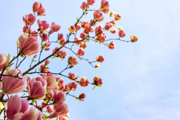 blooming pink magnolia flowers. branch of magnolia tree - focus on foreground magnolia branch blooming imagens e fotografias de stock