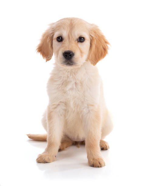 istock Cute Golden Retriver puppy 1388839440