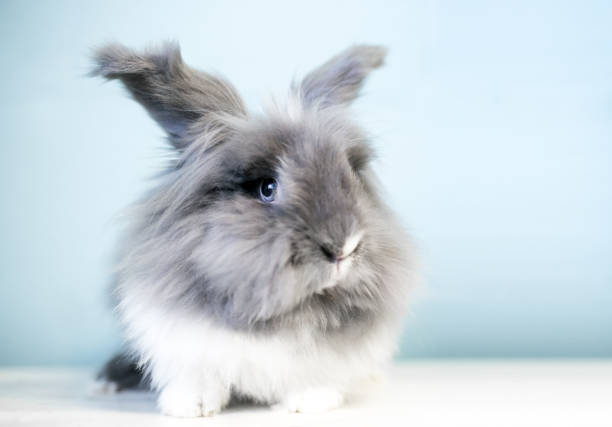 A fluffy Lionhead rabbit with blue eyes stock photo
