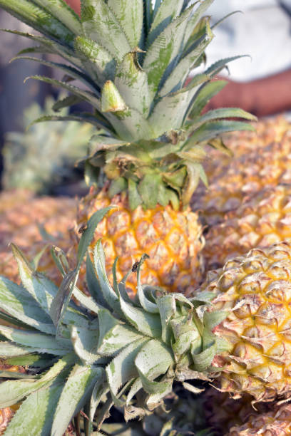 istock Closeup Fresh Pineapple Arranged at Market in india 1388840593