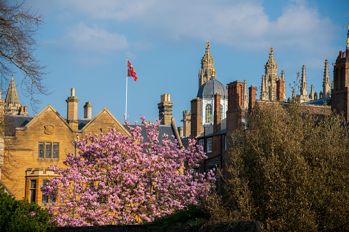 Cherry Tree Blossom in Trinity Hall Cambridge