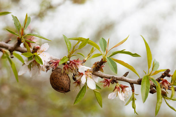 istock close up of almond tree in bloom with fruit from the previous year with copyspace 1388841904