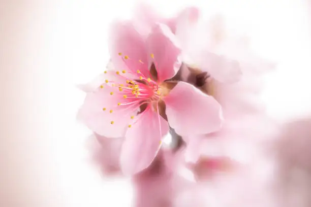 A peach blossom in spring, showing its fragility and beauty