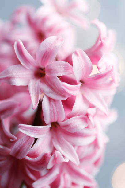Close up of pink hyacinth flower