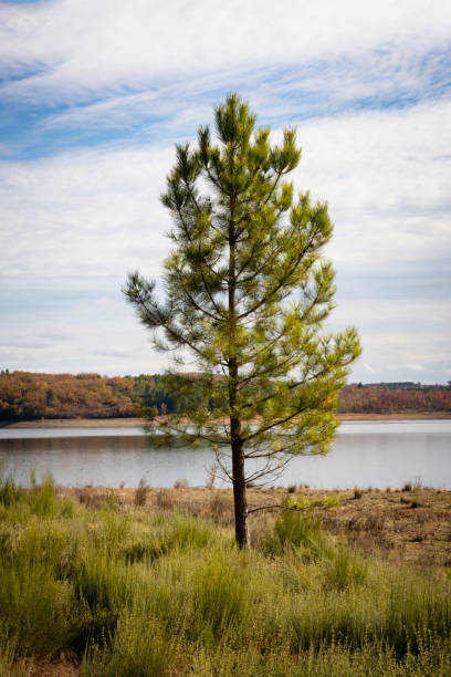 istock Alone tree on a green landscape with a lake on the background 1388843075