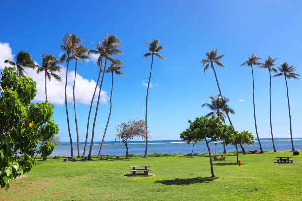 beautiful hawaii beach - hawaii islands big island waikiki beach imagens e fotografias de stock