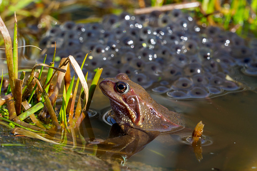 A European Common Frog (Rana temporaria) in a pond with frogspawn