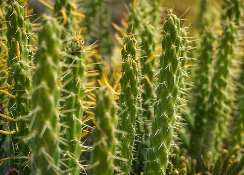 Cactus plants, Close up