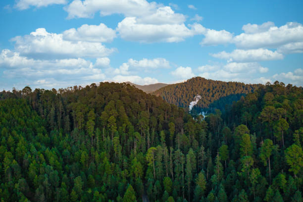 vista de pinos, encinos y abetos en michoacán - ecological reserve fotografías e imágenes de stock