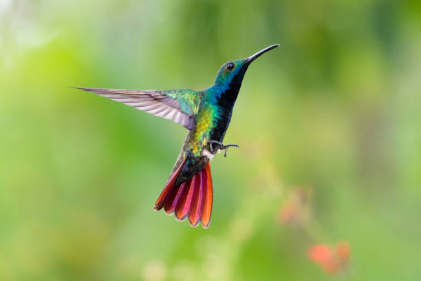 istock Colorful, glittering hummingbird hovering with tail flared. 1388849878
