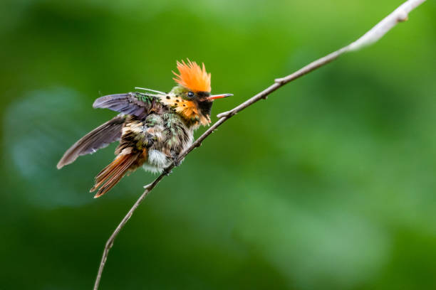 istock Colorful, tropical hummingbird in a funny pose with messy feathers. 1388849908