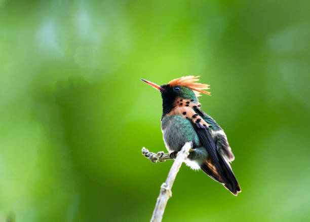 istock Colorful, tropical hummingbird perching taken at an unusual angle. 1388850535
