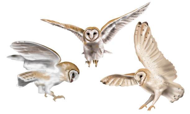акварельный набор летающей совы амбарной совы. реалистичная иллюстрация совы. белая птица с бежевыми крыльями и головой ночной птицы - owl snowy owl snow isolated stock illustrations