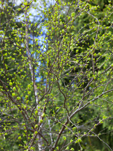 istock Birch bud leaves in spring in the forest 1388854102