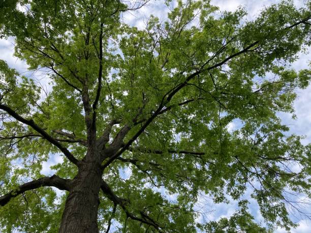 背の高いオークの木を見上げる - leaf underside ストックフォトと画像