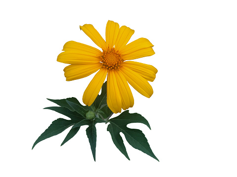 Mexican sunflower or tithonia diversifolia with leaf isolated on whit background with clipping path.